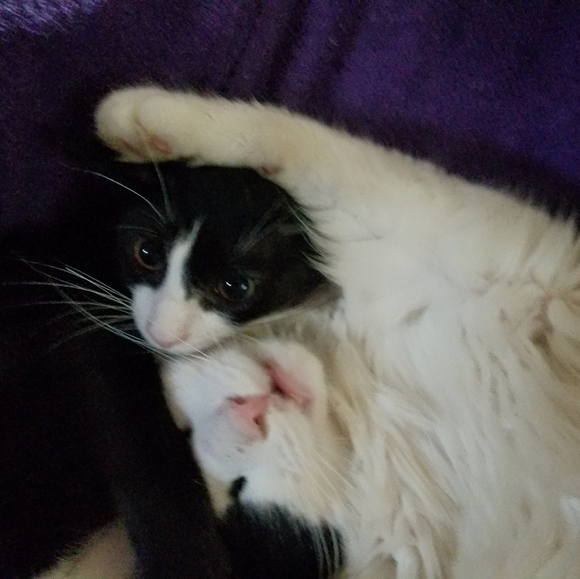 Meet your Posher, Elizabeth - Picture 13 of 16